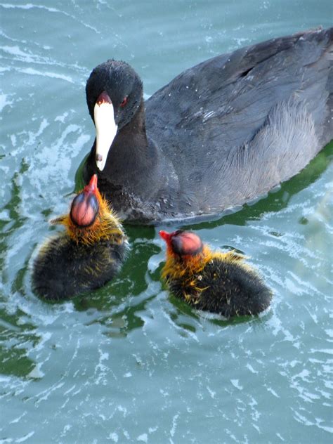 coot meaning|what are baby coots called.